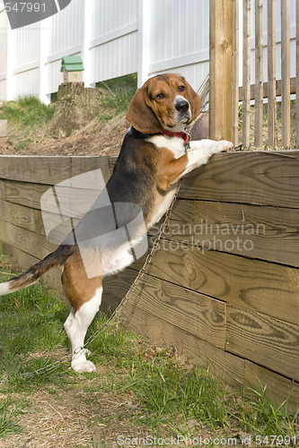 Image of Beagle Pup