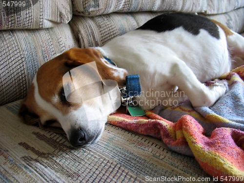 Image of lazy beagle