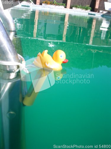 Image of yellow duck