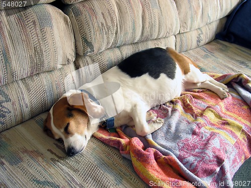 Image of Beagle Snooze