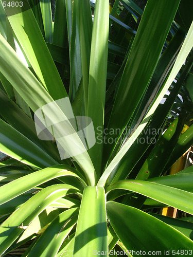 Image of Plant