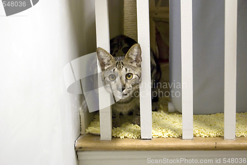 Image of Savannah Cat