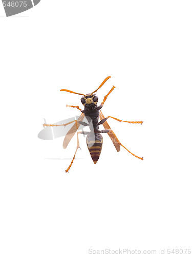 Image of Yellow Jacket