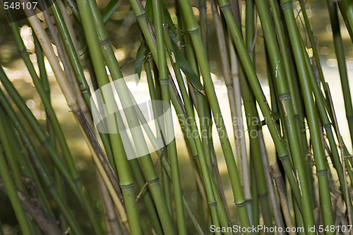 Image of Asian Bamboo