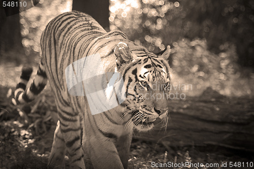 Image of Tiger