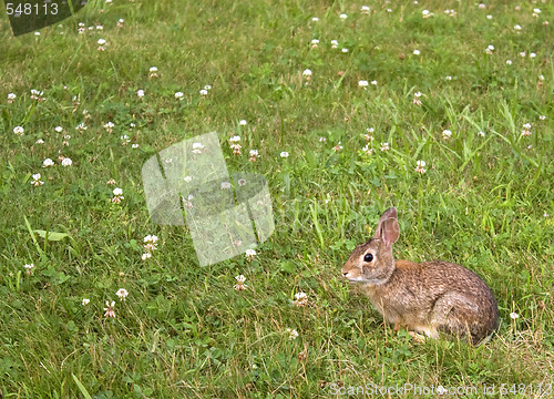 Image of Wild Bunny Rabbit