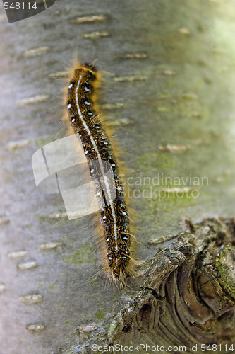 Image of Caterpillar