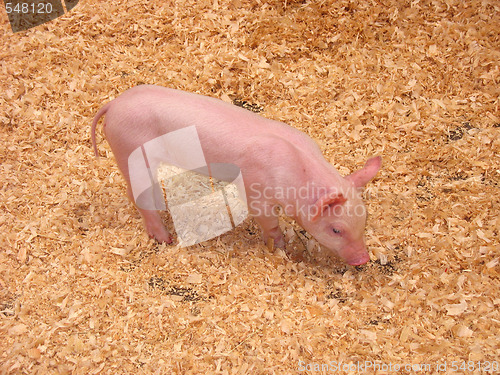 Image of Little Piglet