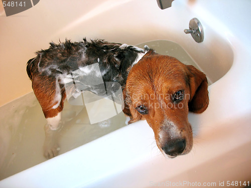 Image of dog bath