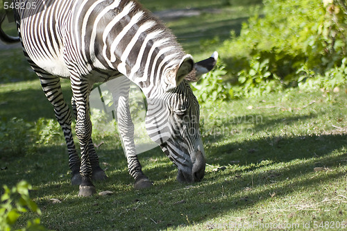Image of Zebra Grazing