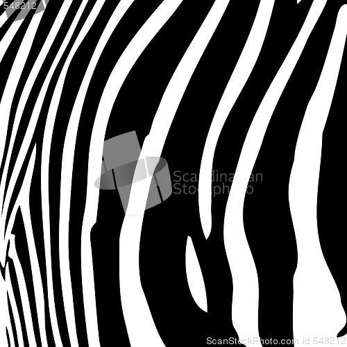 Image of Zebra Stripes