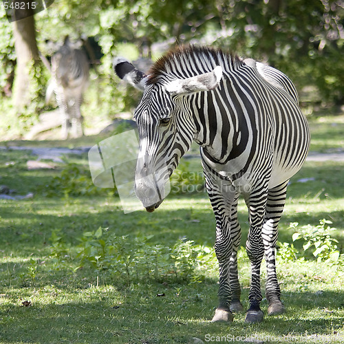 Image of Zebras