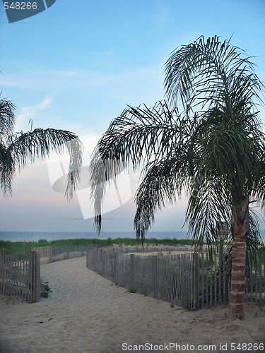 Image of Tropical Palm Trees