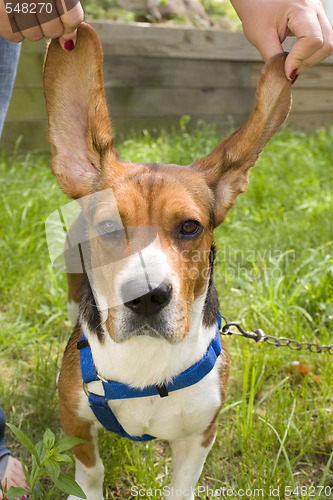 Image of Big Ear Beagle