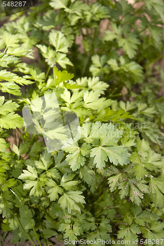 Image of Fresh Parsley