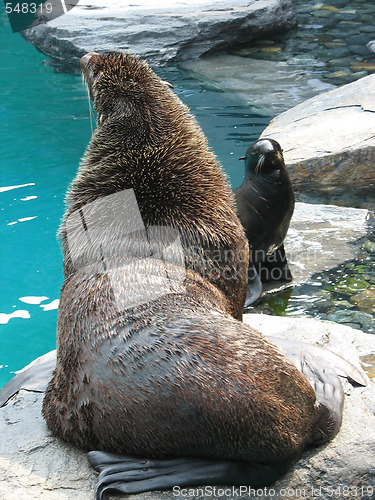Image of Seal and Sea Lion