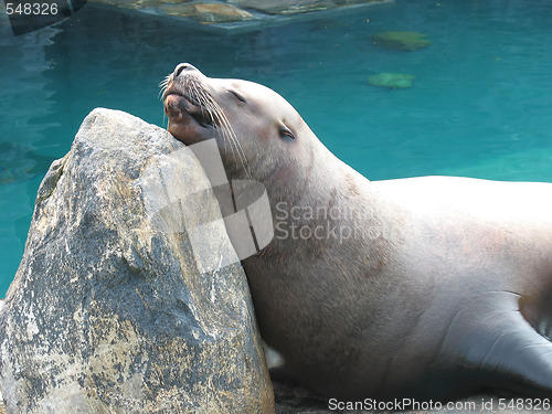 Image of Cute Sea Lion