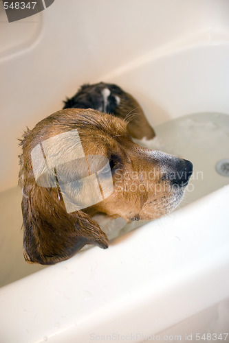 Image of Beagle Dog in the Bathtub