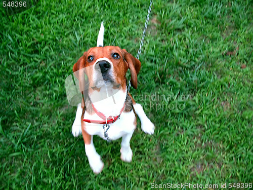 Image of cute beagle