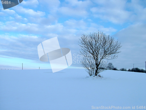 Image of Solitary tree in winter field