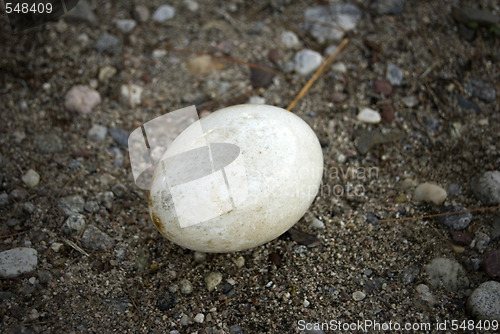 Image of lost egg