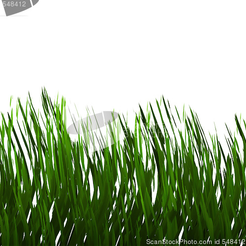 Image of Green Grass Isolated