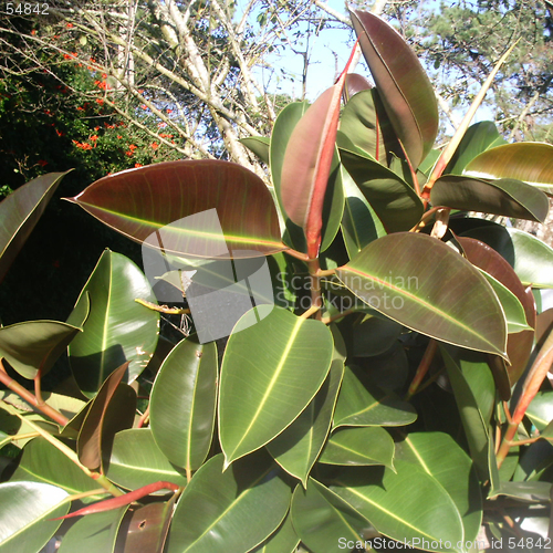 Image of Rubber Tree