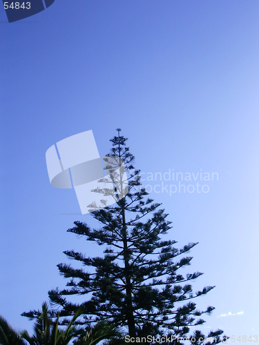 Image of Araucaria