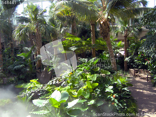 Image of Pathway Through a Rainforest