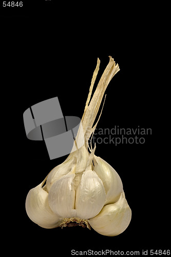 Image of Garlic isolated on black background with clipping path