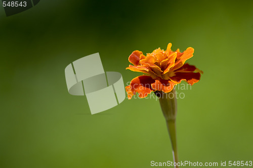 Image of Marigold