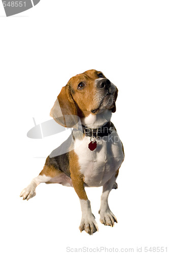 Image of Isolated Beagle