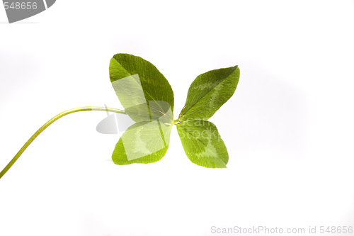 Image of Shamrock