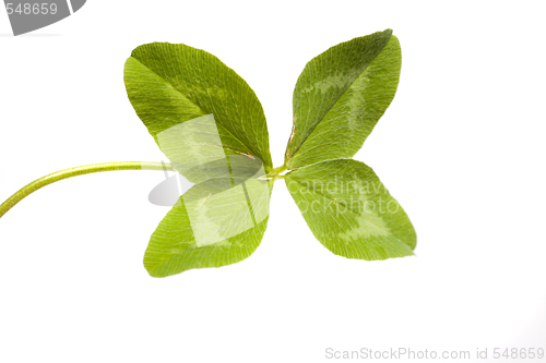 Image of Shamrock