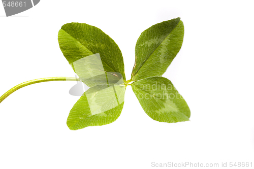 Image of Shamrock