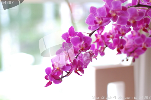 Image of flower