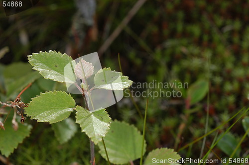 Image of Leaf