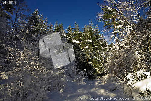 Image of Winter in the forest