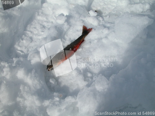 Image of Fish