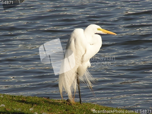 Image of Great Egret