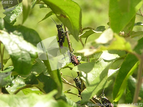 Image of Grasshoppers in a row