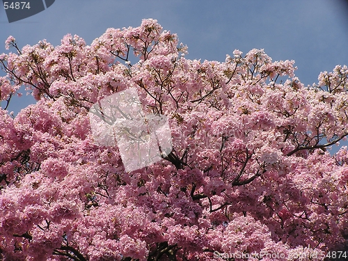 Image of Ipe tree in flower