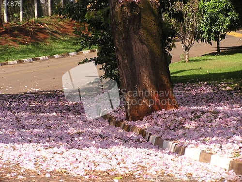 Image of Flowers on the ground
