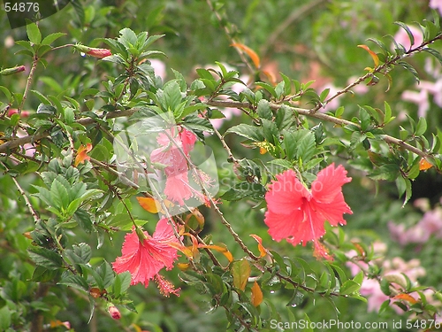 Image of Hybiscus flower