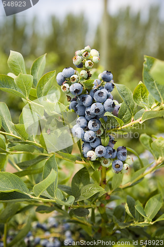 Image of Blueberries