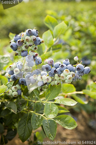 Image of Blueberries