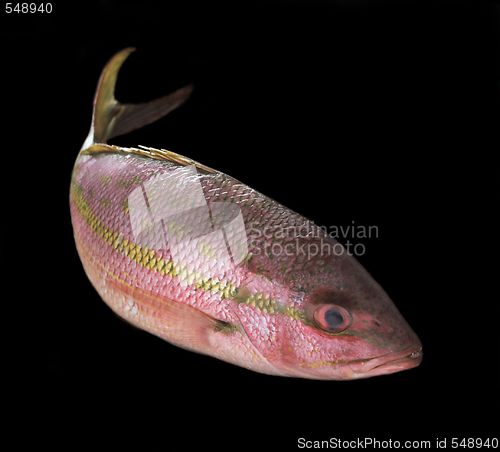 Image of yellowtail snapper