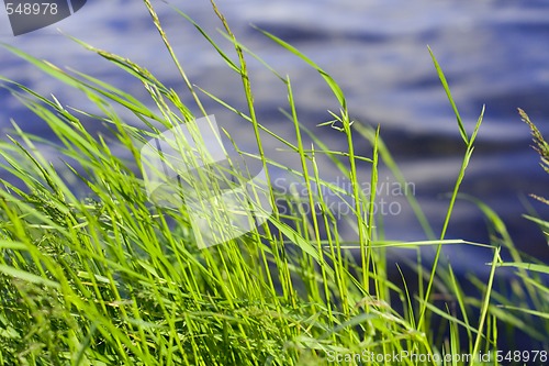 Image of green grass
