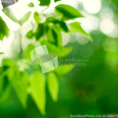 Image of green leaves