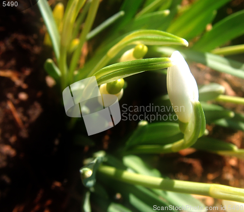 Image of Snowdrop stylish image